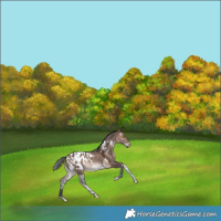 Horse Color:White Spotted Bay Dun Mushroom Tobiano Blanket Rabicano 
