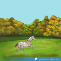Horse Color:White Spotted Grullo Pearl Tobiano Rabicano 