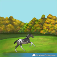 Horse Color:Black Tobiano Blanket Rabicano 
