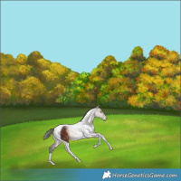 Horse Color:Bay Tobiano Varnish Rabicano 