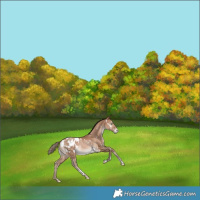 Horse Color:White Spotted Brown Pearl Tobiano Appaloosa Rabicano