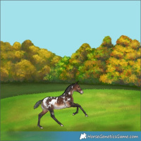 Horse Color:White Spotted Brown Appaloosa Rabicano 