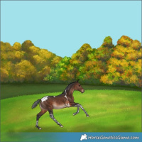 Horse Color:Brown Tobiano Rabicano 