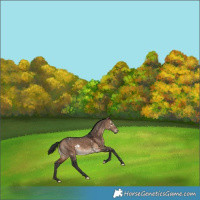 Horse Color:White Spotted Bay Dun Rabicano 