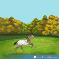 Horse Color:Liver Red Dun Tobiano Snowcap Rabicano 