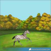 Horse Color:White Spotted Brown Dun Tobiano Blanket Rabicano 