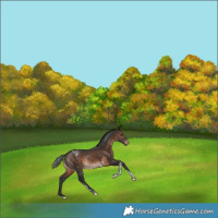 Horse Color:White Spotted Brown Tobiano Varnish Rabicano 