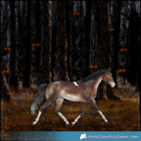 Horse Color:White Spotted Bay Tobiano Varnish Rabicano 