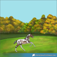 Horse Color:White Spotted Brown Tobiano Blanket Rabicano 