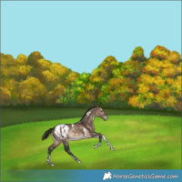 Horse Color:White Spotted Bay Dun Tobiano Blanket Rabicano 
