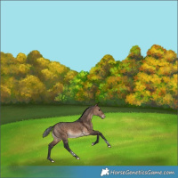 Horse Color:Bay Dun Tobiano Varnish Rabicano 
