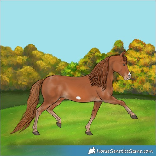 Horse Color:Chestnut Frame