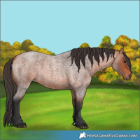 Horse Color:Unknown 