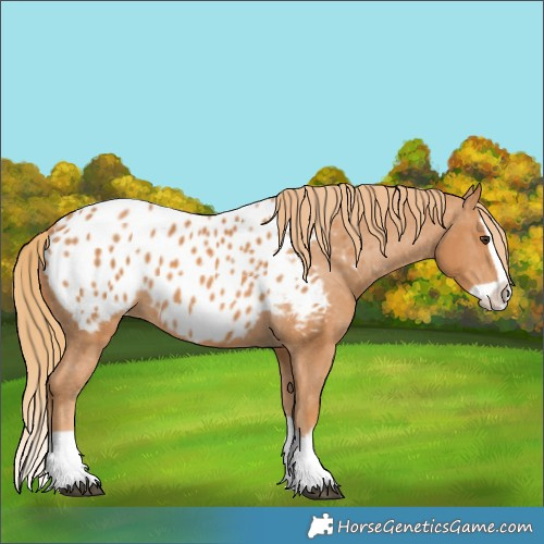 Horse Color:Unknown 