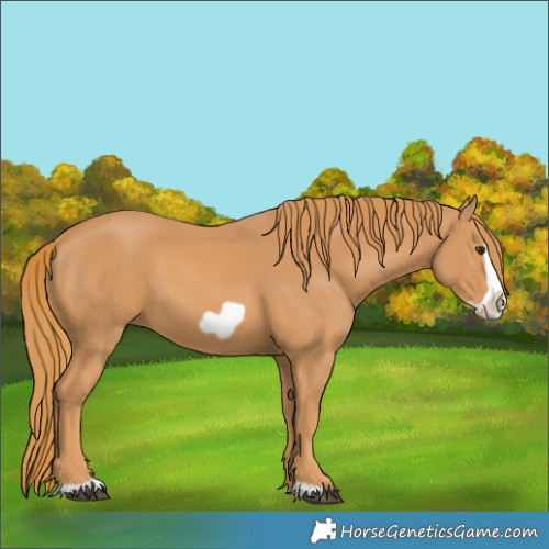Horse Color:Unknown 
