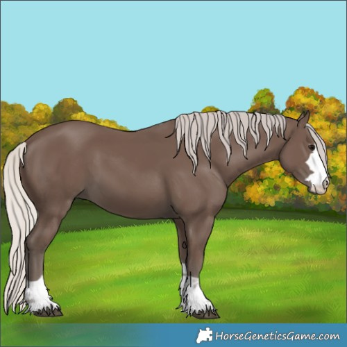 Horse Color:Unknown 