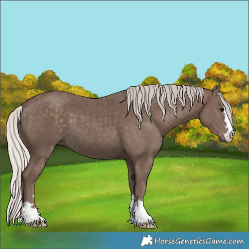 Horse Color:Unknown 