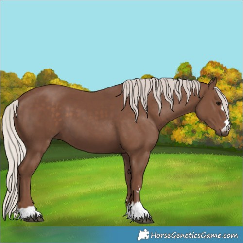 Horse Color:Unknown 