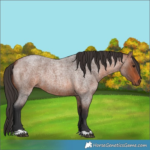 Horse Color:Unknown 