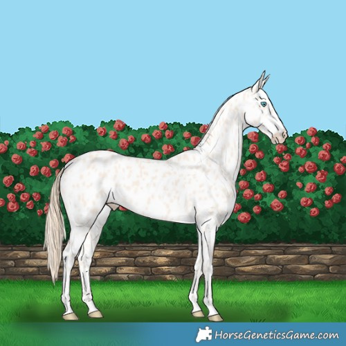Horse Color:Perlino Appaloosa