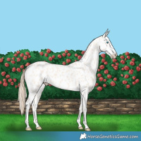 Horse Color:Perlino Appaloosa