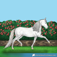 Horse Color:Perlino Near Leopard 