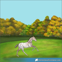 Horse Color:White Spotted Brown Pearl Dun Mushroom Tobiano Blanket Rabicano 