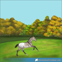 Horse Color:White Spotted Brown Dun Snowcap Rabicano 