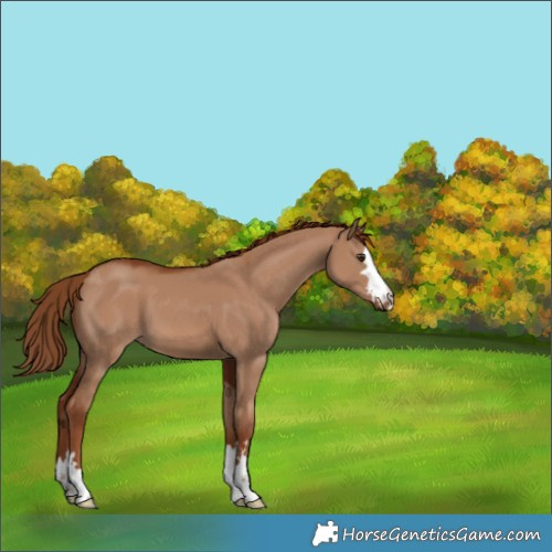 Horse Color:Unknown 