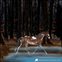 Horse Color:White Spotted Liver Chestnut Tobiano Rabicano 