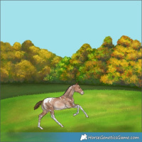 Horse Color:White Spotted Brown Pearl Tobiano Appaloosa Rabicano 