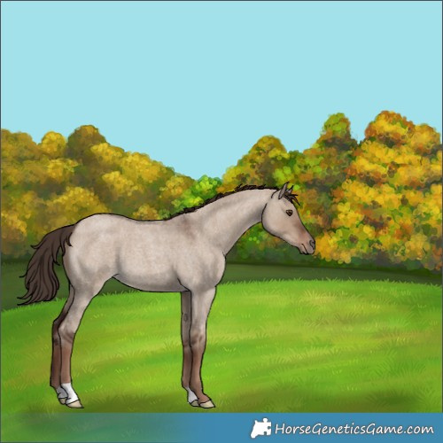 Horse Color:Unknown 