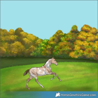 Horse Color:White Spotted Bay Snowdrop Pearl Dun Rabicano 