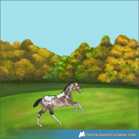 Horse Color:White Spotted Brown Dun Tobiano Appaloosa Rabicano