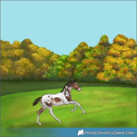 Horse Color:White Spotted Liver Chestnut Tobiano Appaloosa Rabicano