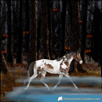 Horse Color:White Spotted Liver Chestnut Tobiano Blanket Rabicano 