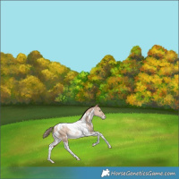 Horse Color:White Spotted Bay Pearl Dun Tobiano Appaloosa Rabicano 