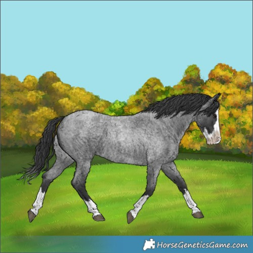 Horse Color:Blue Roan Splash