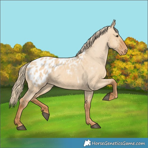 Horse Color:Red Dun Blanket 
