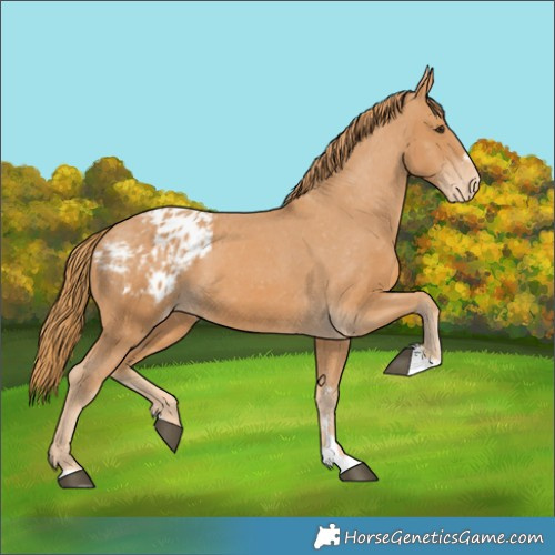Horse Color:Chestnut Blanket 