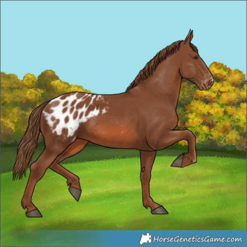 Horse Color:Chestnut Blanket 