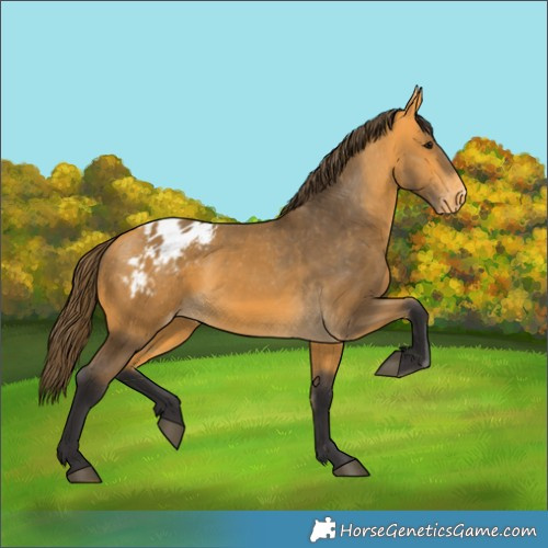 Horse Color:Buckskin Blanket 