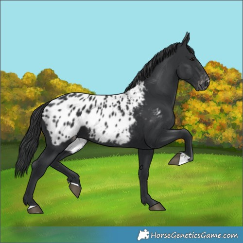 Horse Color:Black Blanket 