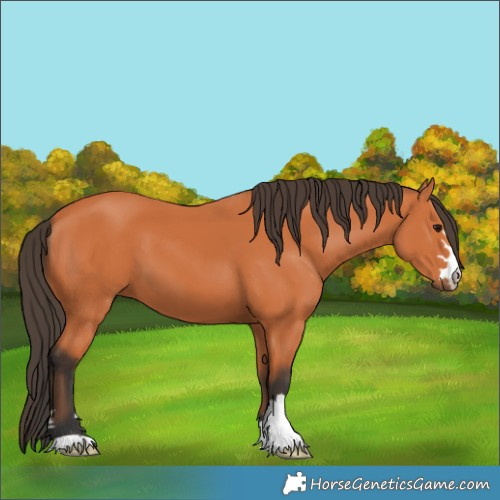 Horse Color:Bay 