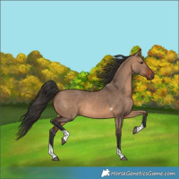 Horse Color:Brown Dun Tobiano