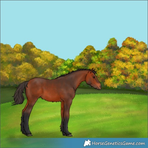 Horse Color:Bay 