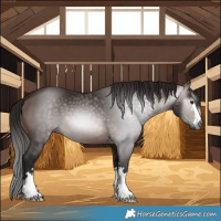 Horse Color:Gray Bay 