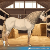 Horse Color:Red Dun 