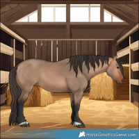Horse Color:Bay Dun 