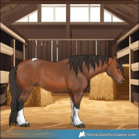 Horse Color:Bay Tobiano